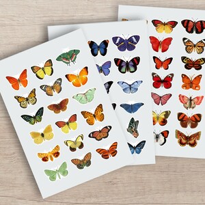 May include: Sheets of butterfly stickers in various colors, including orange, yellow, blue, and green. The stickers feature detailed illustrations of different butterfly species. The stickers are on a white background.