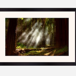 Niebla y rayos de luz en el bosque de secuoya, arte de la pared de impresión del bosque, cartel de otoño brumoso, árboles verdes, impresión de la naturaleza, bosques misteriosos