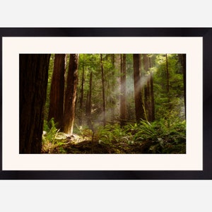 Rayo de luz en el bosque de secuoya, arte de la pared de impresión del bosque, cartel de otoño de niebla, árboles verdes, impresión de la naturaleza, bosques misteriosos