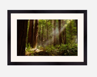 Beam of light in the redwood forest, forest print wall art, foggy autumn poster, green trees, nature print, mysterious woods