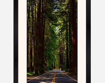 Highway 128 through the redwoods in Northern California, travel print, road trip, forest wall art, environmental landscape, us travel poster