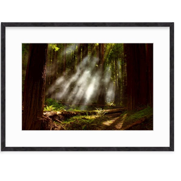 Fog and light rays in the redwood forest, forest print wall art, foggy autumn poster, green trees, nature print, mysterious woods