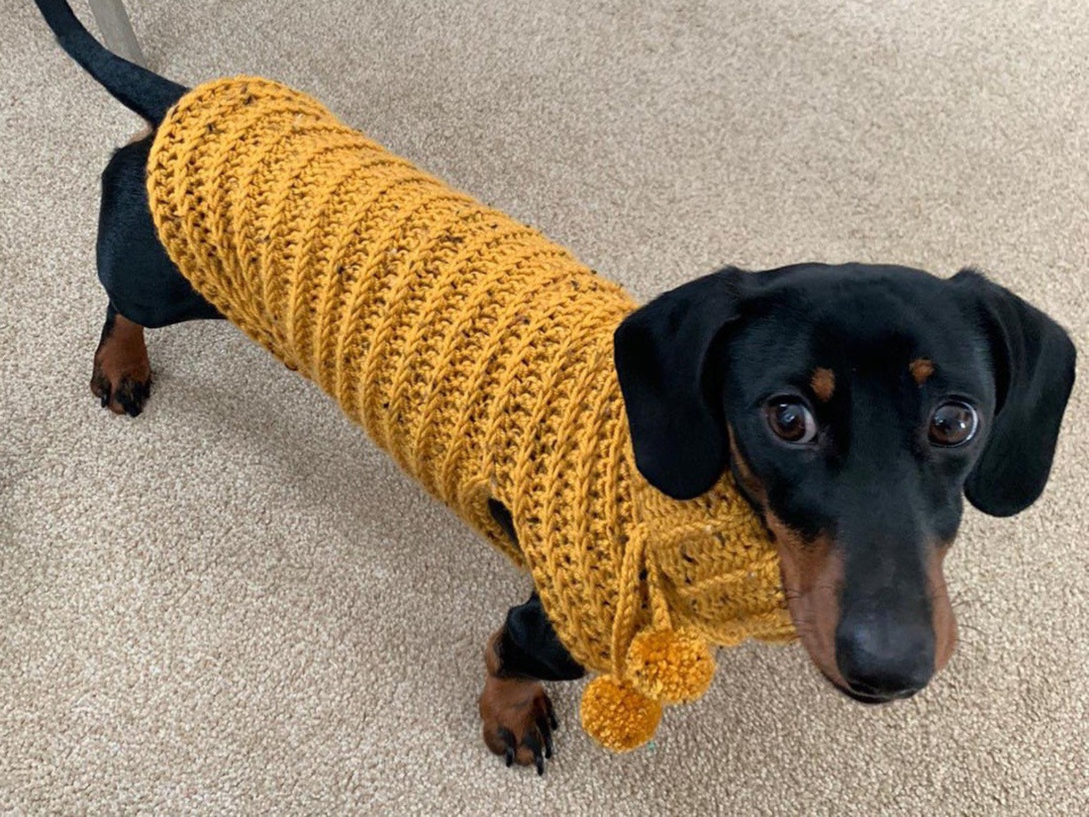 Miniature Dachshund/ Sausage Dog Crochet Coat / Jumper / Etsy Australia