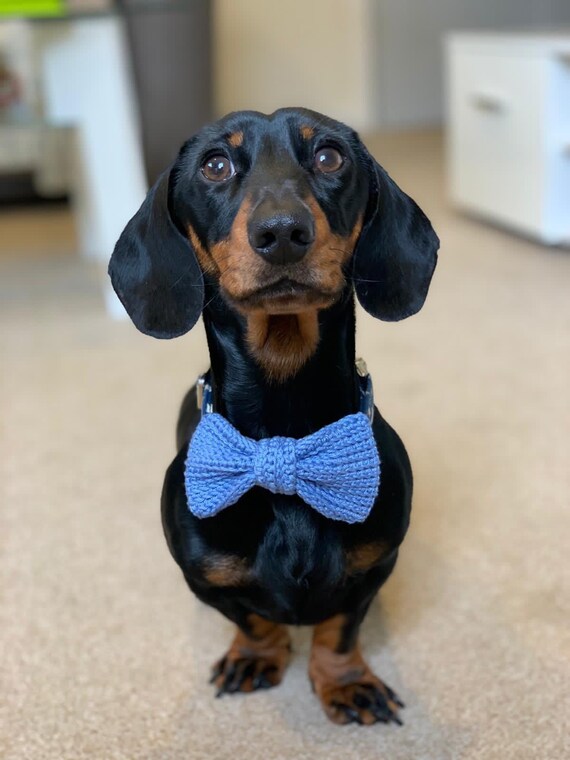 royal medium starter