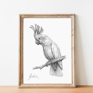 Cockatoo Wall Art Print | Black and White Poster | Fine-Art Pencil Drawing | Parrot Painting | Bird Wall Artwork