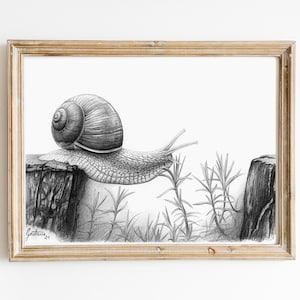 Snail Wall Art Print | Black and White Poster | Fine-Art Pencil Drawing | Snail Artwork Print | Animal Drawing | Snail Pencil Drawing