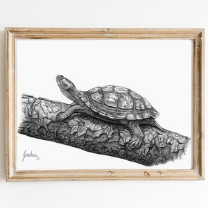 Waterturtle Wall Art Print | Black and White Poster | Fine-Art Pencil Drawing | Turtle Art Print | Tortoise Artwork | Animal Drawing