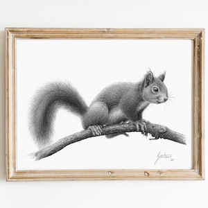 Könnte beinhalten: Eine Schwarzweiß-Bleistiftzeichnung eines Eichhörnchens, das auf einem Ast sitzt. Das Eichhörnchen schaut nach links und hat seinen Schwanz hinter sich eingerollt.