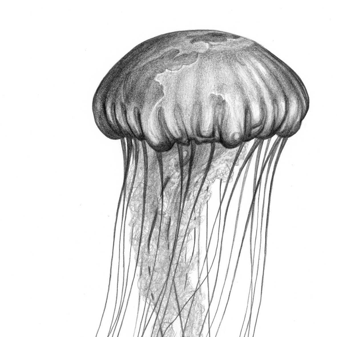 Dibujo de medusas Imprimir de impresión en blanco y negro - Etsy España Dibujo de medusas Imprimir de impresión en blanco y negro - Etsy España