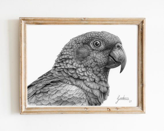 Parrot online pencil drawing