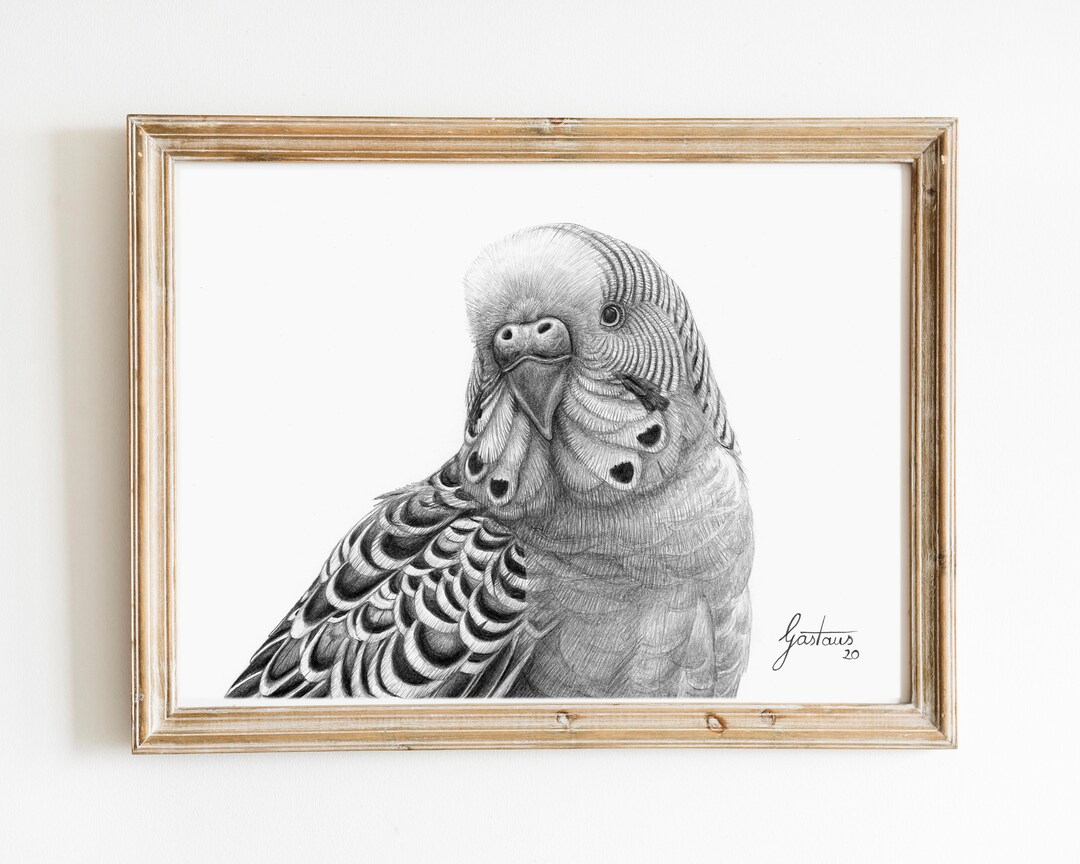 Budgie Drawing Print | Budgerigar Portrait | Black and White