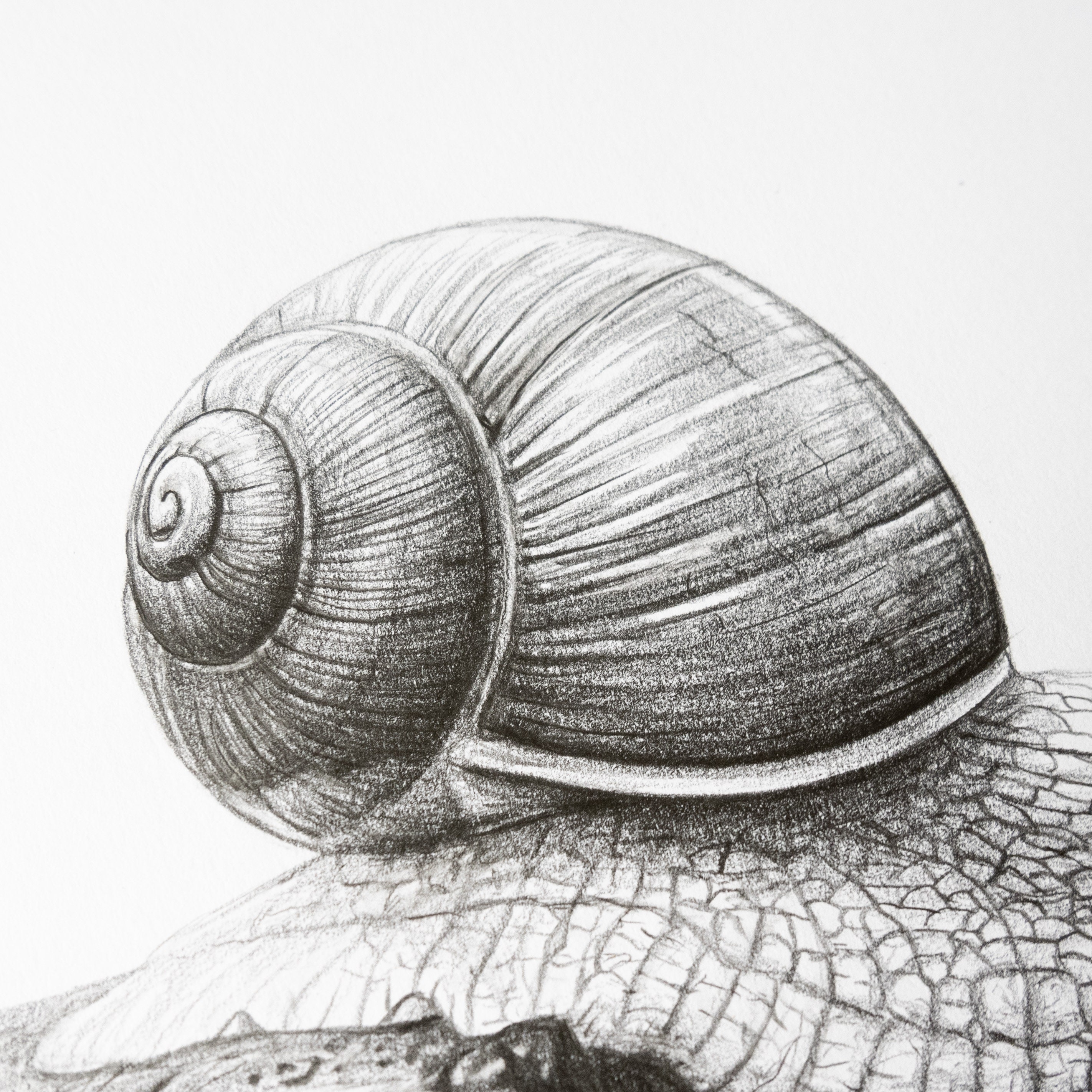 Schnecke Zeichnung Druck Schwarz-weiß Poster Schnecke | Etsy