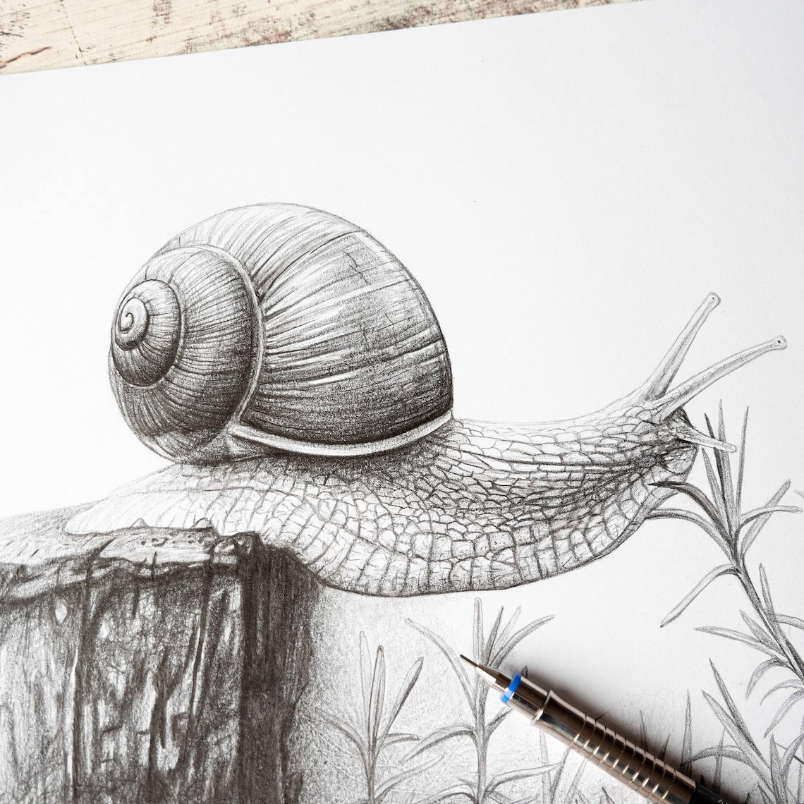 Schnecke Zeichnung Druck Schwarz-weiß Poster Schnecke | Etsy