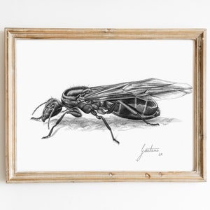 Ant Wall Art Print | Black and White Poster | Fine-Art Pencil Drawing | Ant Print | Ant Artwork | Animal Drawing