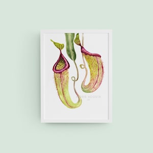 May include: A framed watercolor print featuring two pitcher plants with yellow and red hues. The artwork showcases detailed botanical illustrations of the carnivorous plants, with the artist's signature visible at the bottom.