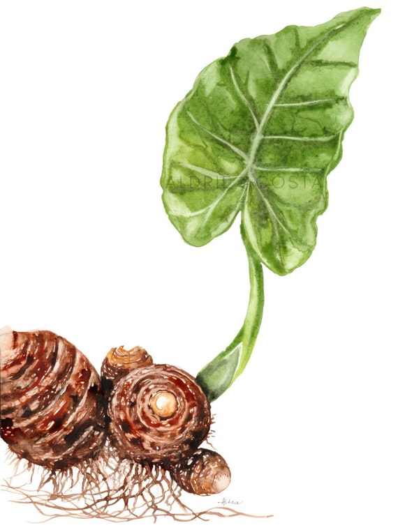 Taro Downloadable Art Print From Original Watercolor Impression Painting,  Root Food Plant Kitchen Dining Home Wall Decor Hangings - Etsy