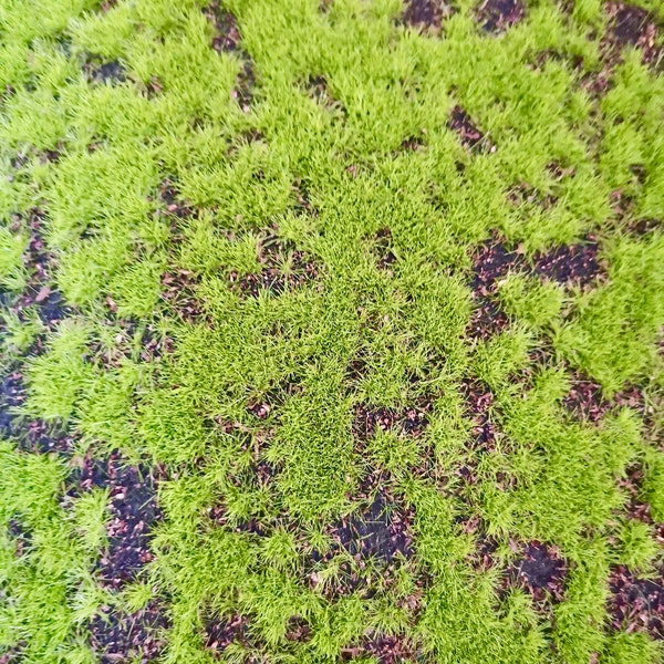 Fairy Garden Supply Etsy