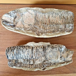 Puede incluir: Dos peces fosilizados, uno encima del otro, sobre una superficie de madera. Los peces están conservados en un color marrón claro, gris y negro.