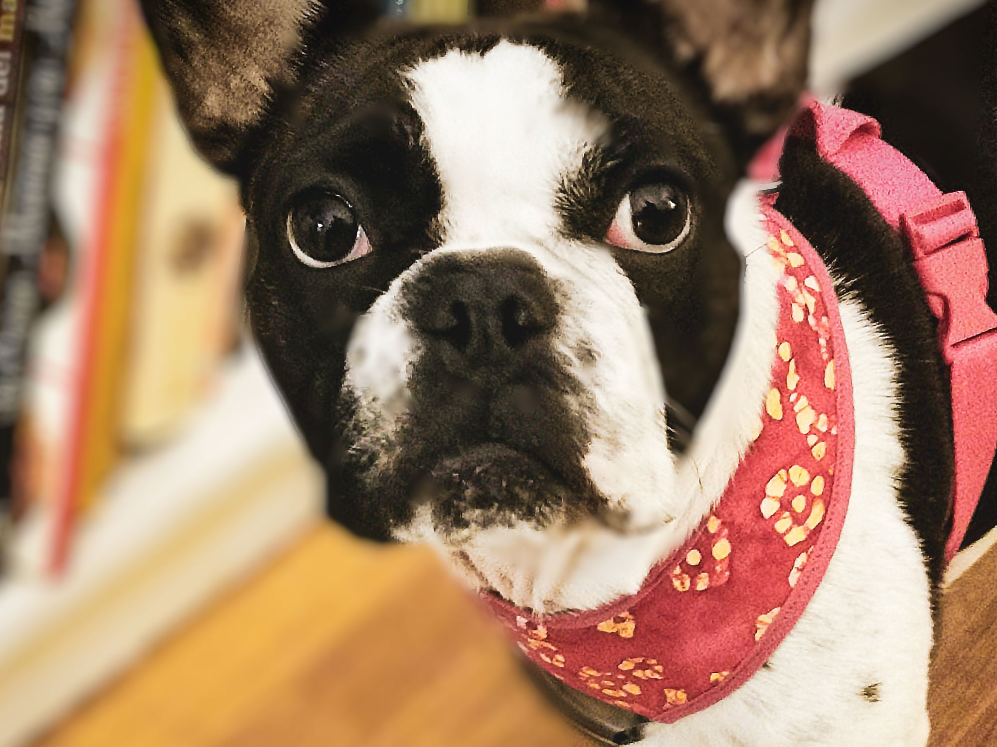 Harnais Pour Chien en Coton Bio