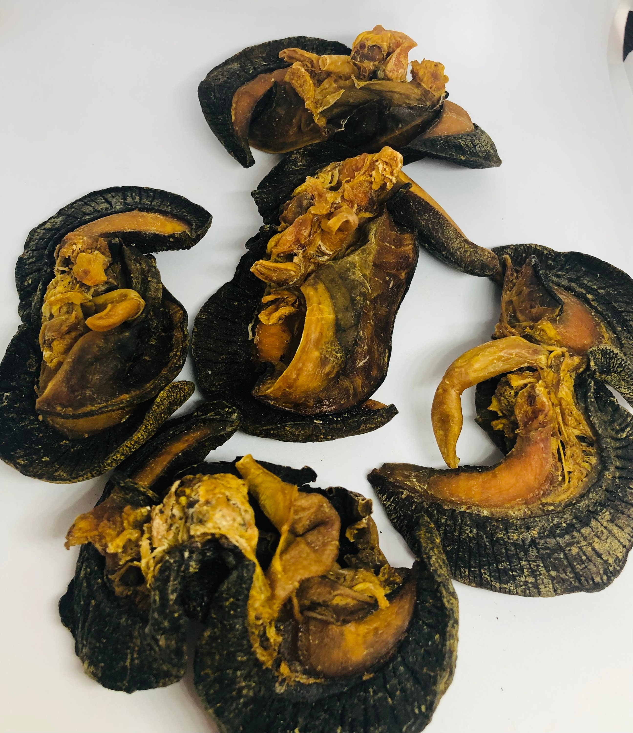 Dry snails5 jumbo pieces per pack Etsy