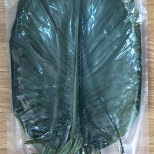 Pu&ograve; includere: Una grande foglia verde &egrave; sigillata in un sacchetto di plastica trasparente. La foglia &egrave; piegata a met&agrave; e il gambo &egrave; visibile sul fondo del sacchetto.