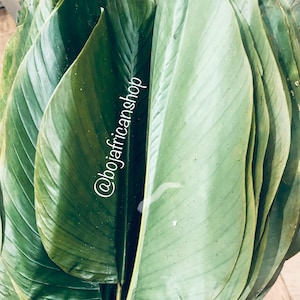 May include: A bunch of large, green leaves, stacked on top of each other. The leaves are smooth and have a slight sheen. The text "@bojafrican shop" is written in white on the leaves.
