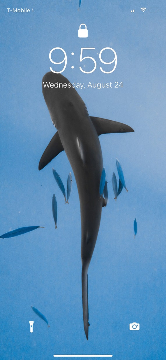 Galapagos Shark Hawaii Iphone Wallpaper HD - Etsy Galapagos Shark Hawaii Iphone Wallpaper HD - Etsy