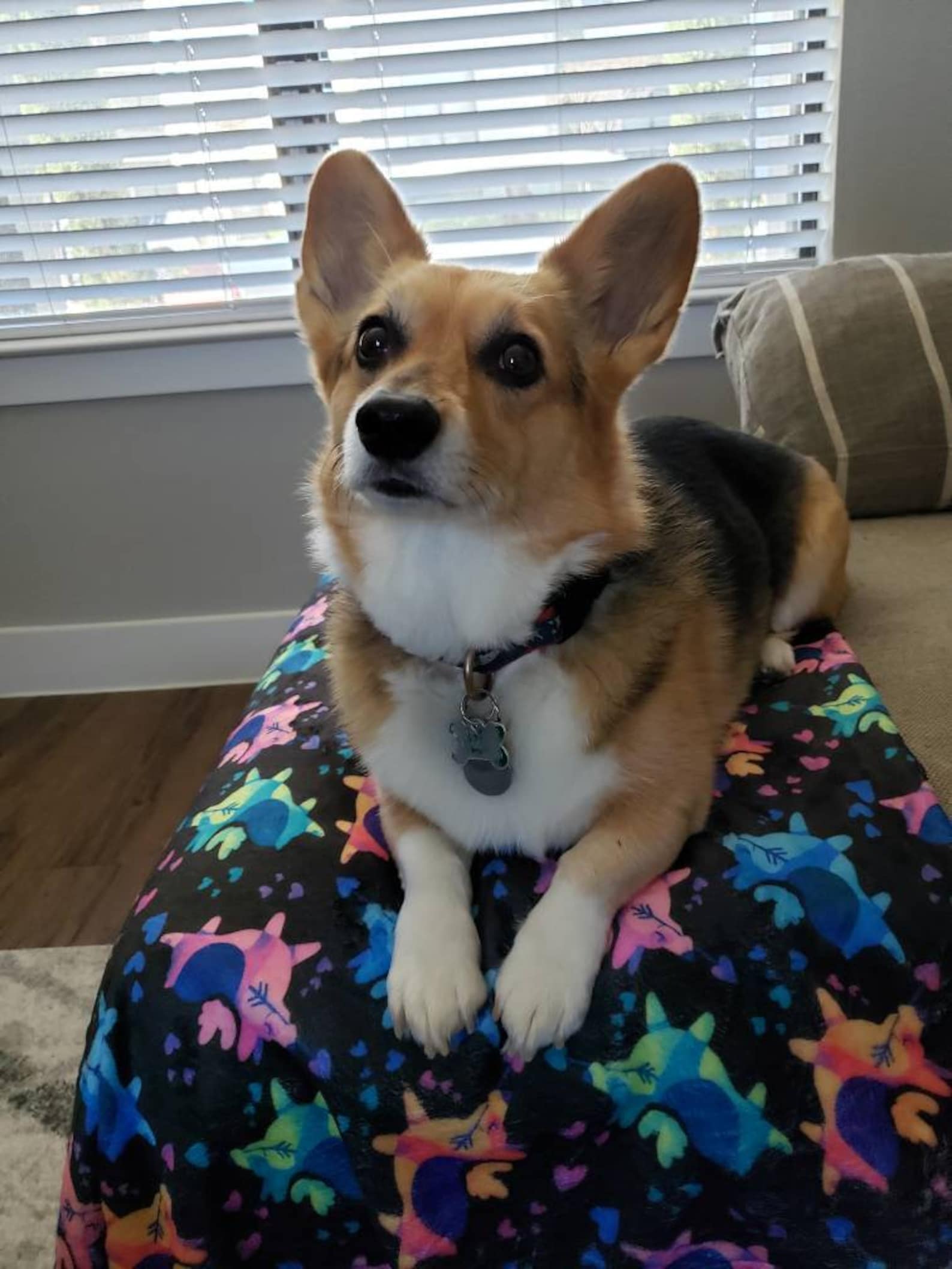 Valentines Blanket, Gifts for Pet Lovers, Dog Mom Gifts, Gifts