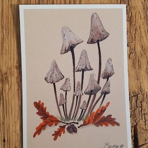 Carte postale Champignons