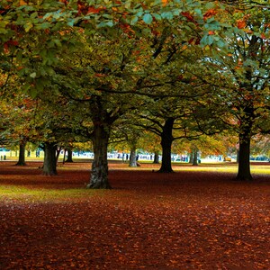 Autumn Scene