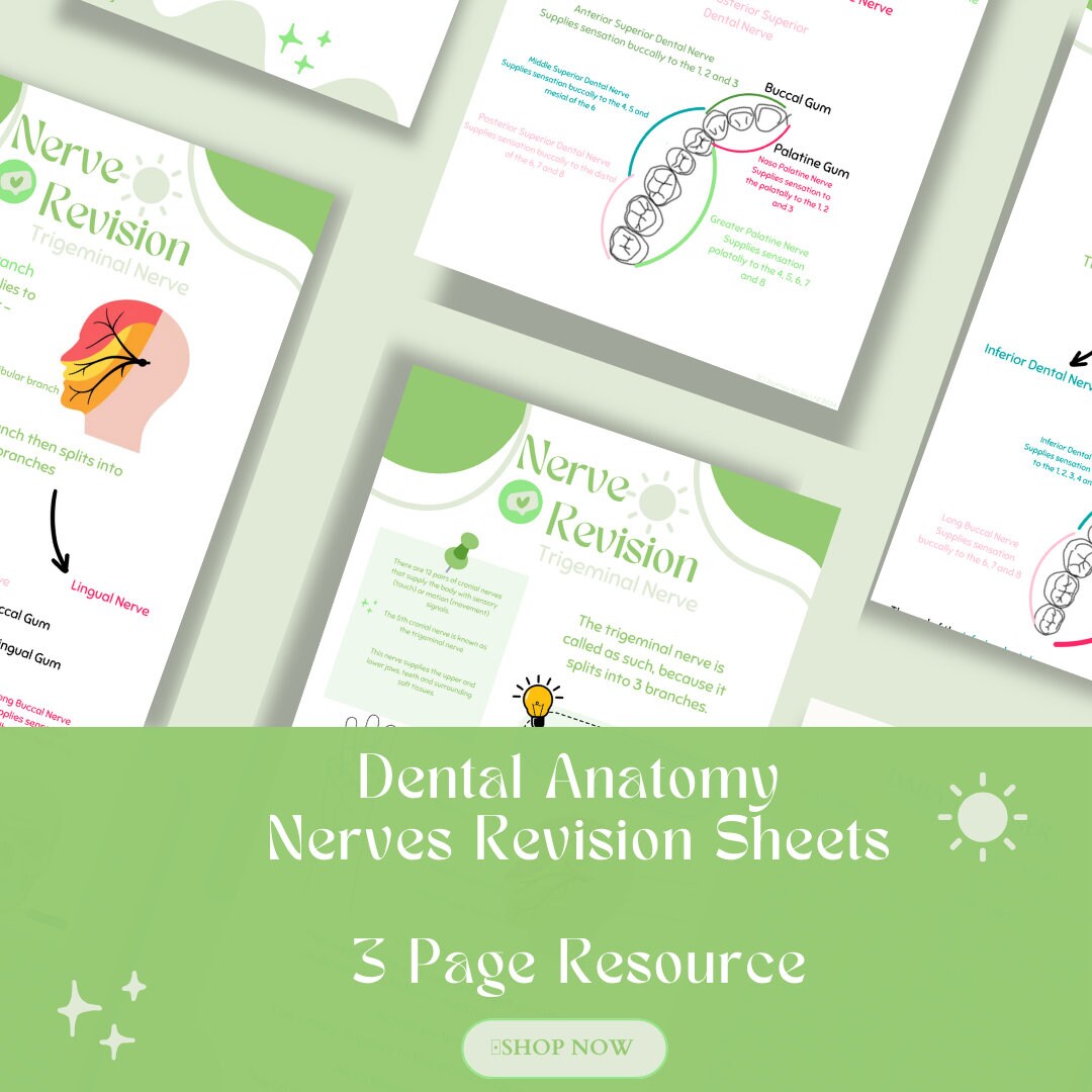 Dental Nurse Anatomy Revision Nerves Etsy