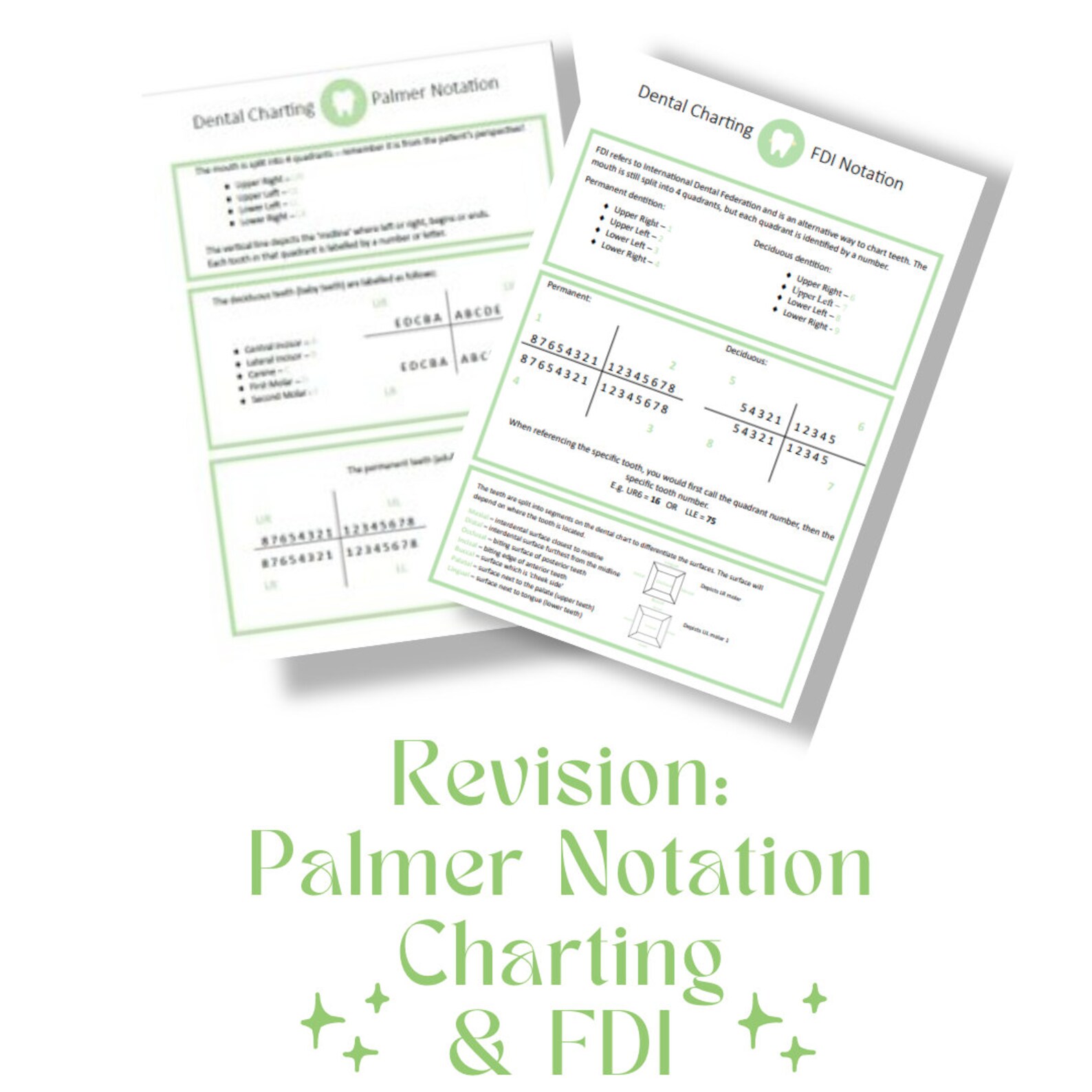 Dental Nurse Revision Bundle: Charting, Crowns, Root Canal, Extractions ...