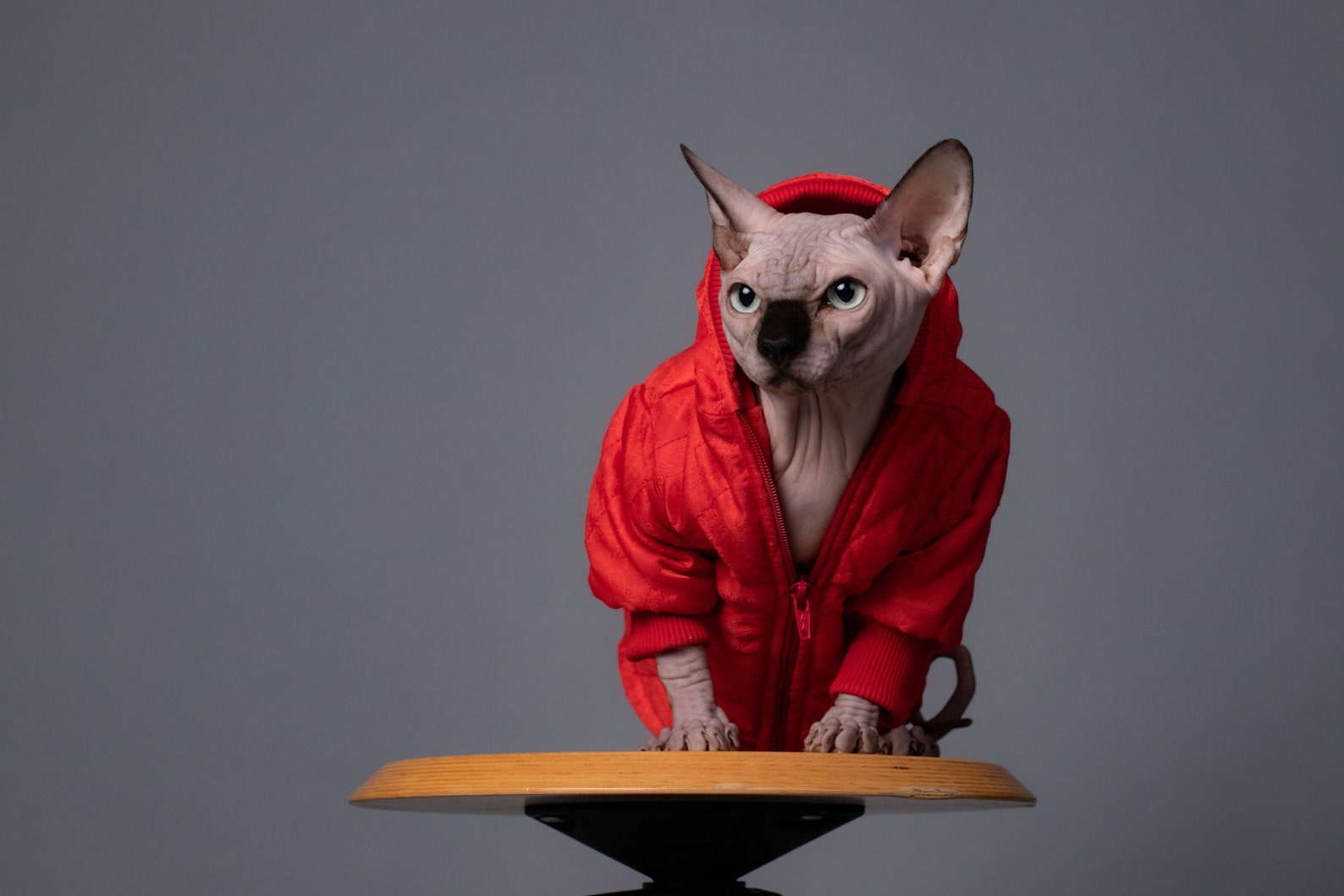 Jacket for Sphynx Cat Clothes for Sphynx Handmade Clothes Etsy