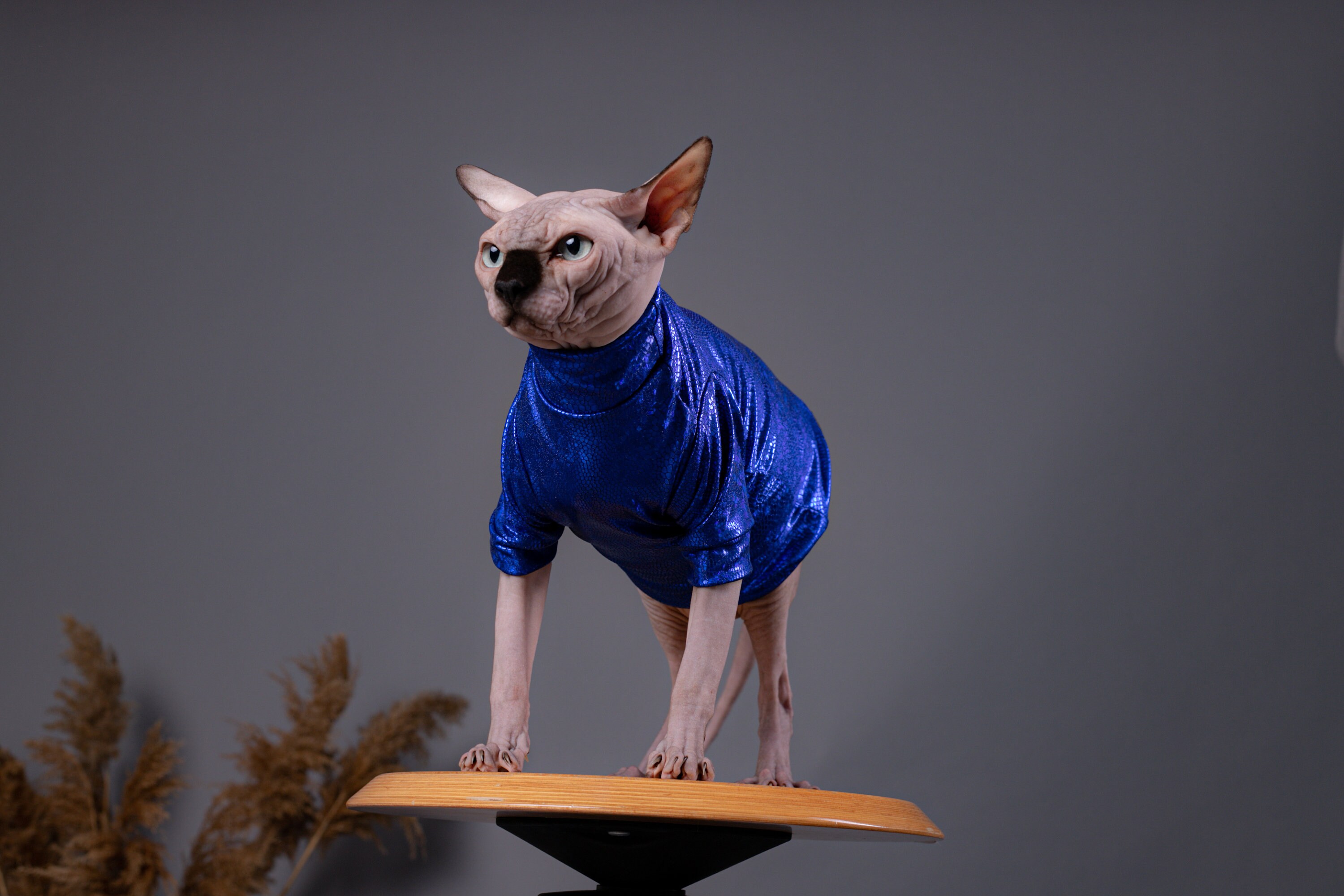 Sphynx Cat Clothes Cat Sweater Sweater for cat Cat Wear Etsy