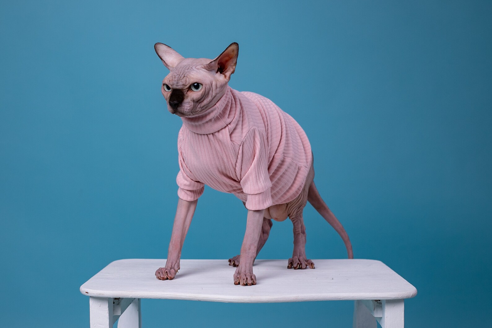 Cat Sweater Sphynx Cat Clothes sweater for cat Hairless Etsy