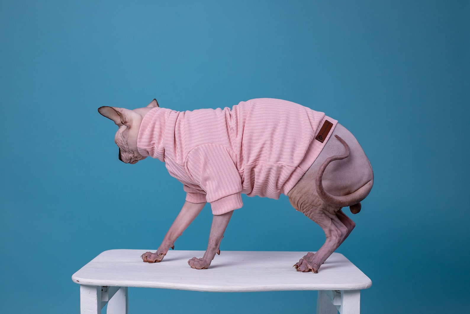 Cat Clothes Sweater for Cat Hairless Cat Turtleneck for Etsy