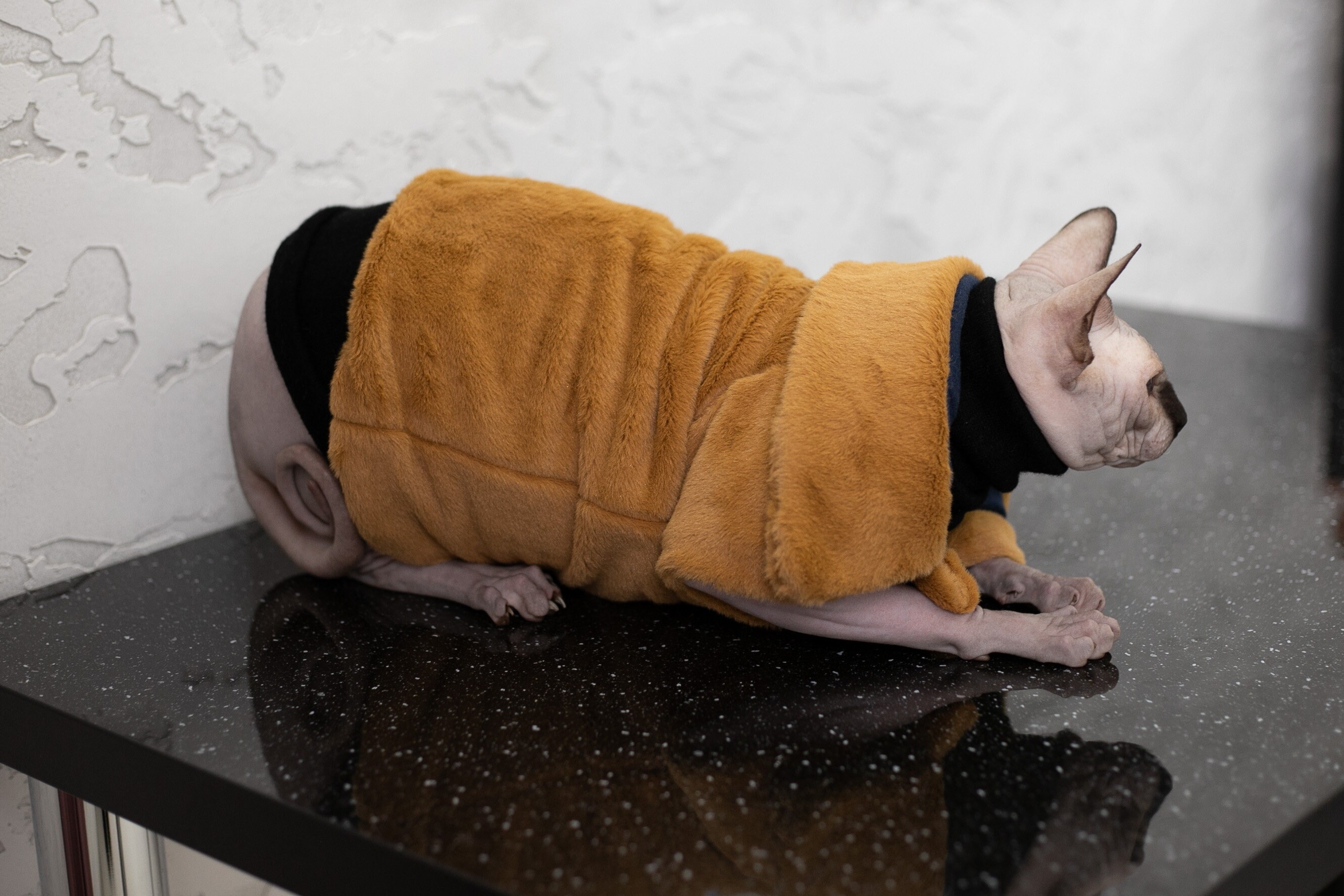Premium winter Sphynx cat clothingblue Jacket handmade for Etsy