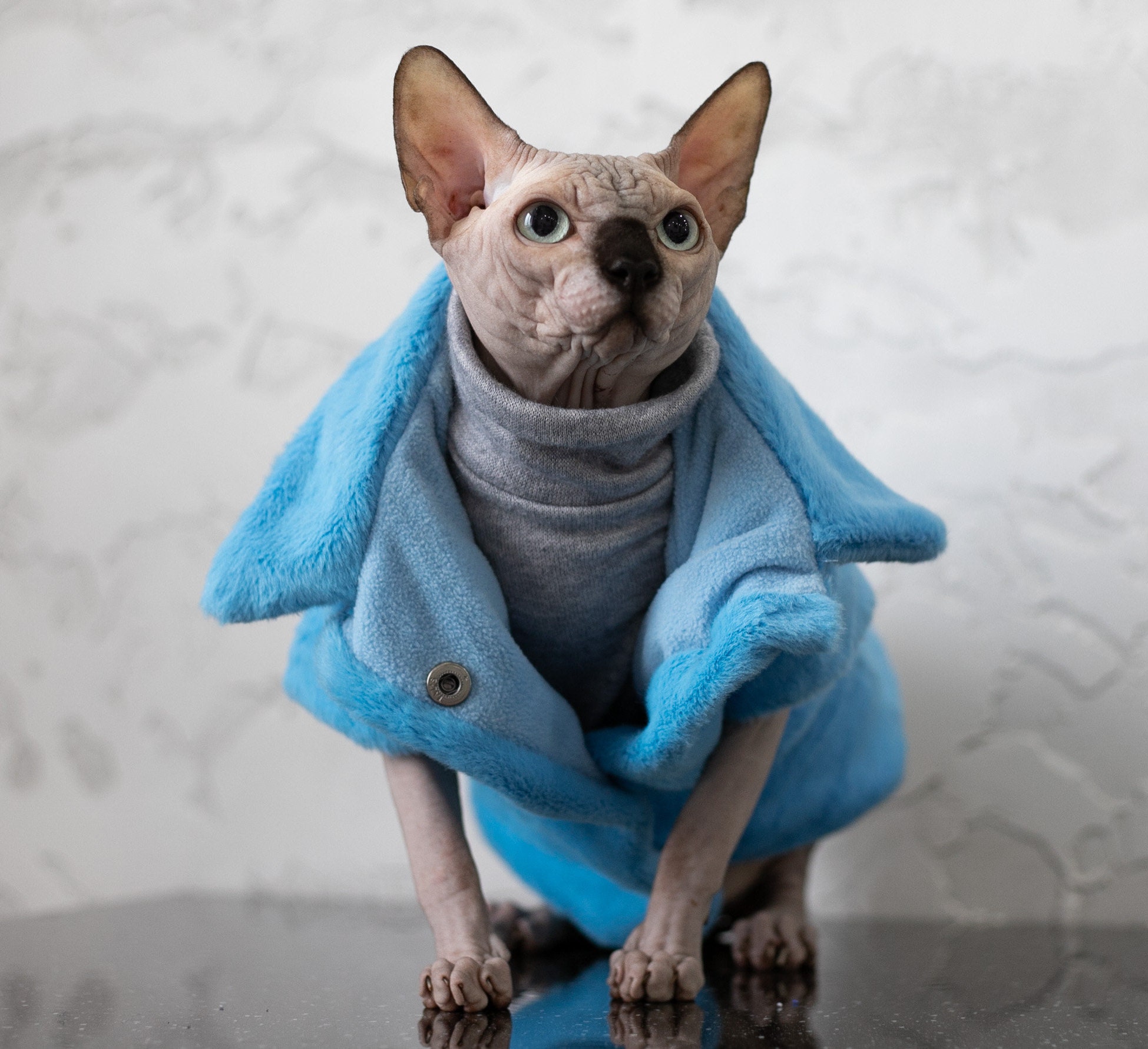 Premium winter Sphynx cat clothingblue Jacket handmade for Etsy