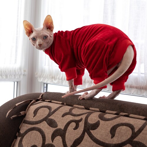 Hairless Sphynx Cat Christmas Costume Winter Sweater Xmas Etsy