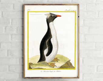 Southern Rockhopper Penguin Vintage Sketch Poster, Retro Wall Art Print