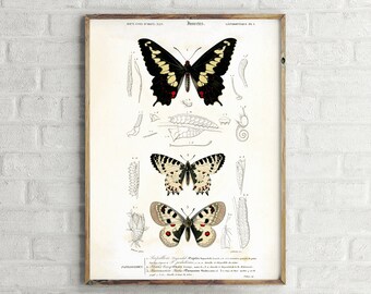 Transformation of a Butterfly Vintage Poster, Retro Wall Art Print