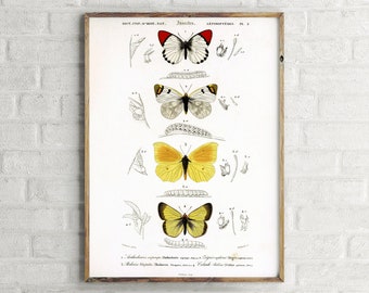 Stages of Butterfly Transformation Vintage Poster, Retro Wall Art Print