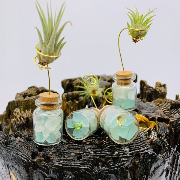Glass Bottle Planter Etsy