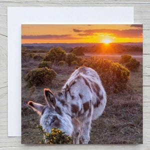 New Forest Foto Blanko Grußkarte ,'Sonnenuntergang Esel'. Karte mit CO2-Einfang (Carbonized) mit Woodland Trust. Mit Briefumschlag.