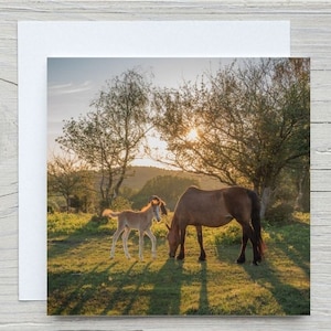 The New Forest, blanco wenskaart, 'Sunset veulen'. Kaart met koolstofopname, Woodland Trust.  Blanco met envelop. Bedrukking ook beschikbaar.
