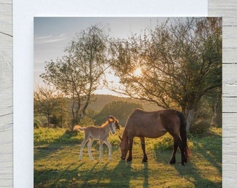 Hälsningskort med föl i solnedgången i New Forest: Tomt inuti, välgörenhetsdonation till nationalparken