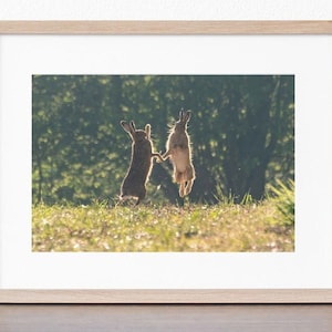 The New Forest, Elfenbeindruck Passepartout &#39;Boxing hares, Breamore&#39; - Foto von Claire at Bramble and Beach
