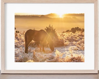 May include: A brown horse grazes in a field of tall grass and frosted bushes. The sun is setting in the background, casting a warm golden light over the scene.