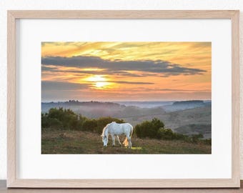 The New Forest print in mount &#39;Pony at sunset, Ashley Walk&#39;  - photo by Claire at Bramble and Beach, various sizes.