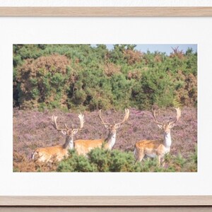 May include: Three fallow deer with antlers stand in a field of purple heather. The deer are looking at the camera. The background is a green forest.
